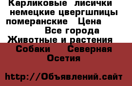 Карликовые “лисички“  немецкие цвергшпицы/померанские › Цена ­ 35 000 - Все города Животные и растения » Собаки   . Северная Осетия